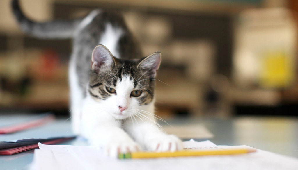 Grace, the classroom cat featured in Amazing Grace, stretching across a student’s work beside a yellow pencil.